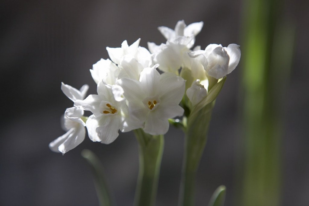 paperwhite flowers